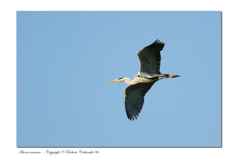 Airone cenerino - Ardea cinerea